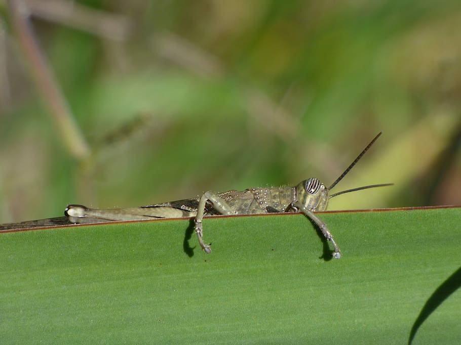 Grasshopper, Leaf, Hide, orthopteron, have a look, lobster HD wallpaper
