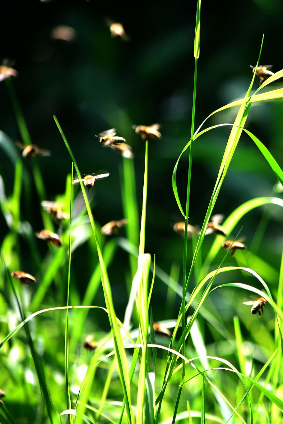bee, honey bee, plant, growth, green color, nature, beauty in nature HD wallpaper