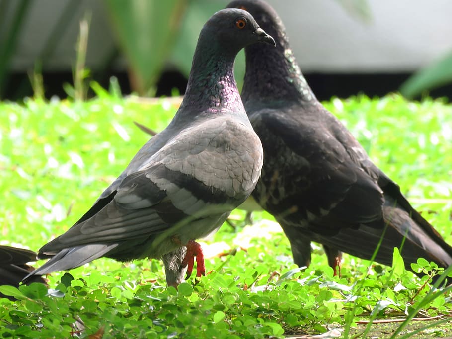 pigeons love wallpaper