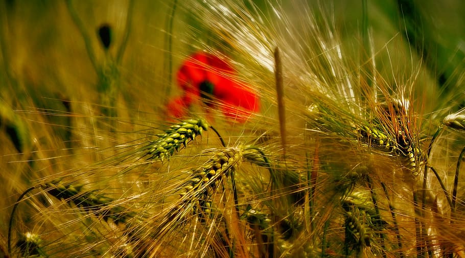 wheat in macro photography, poppy, fields, summer, red, flower HD wallpaper