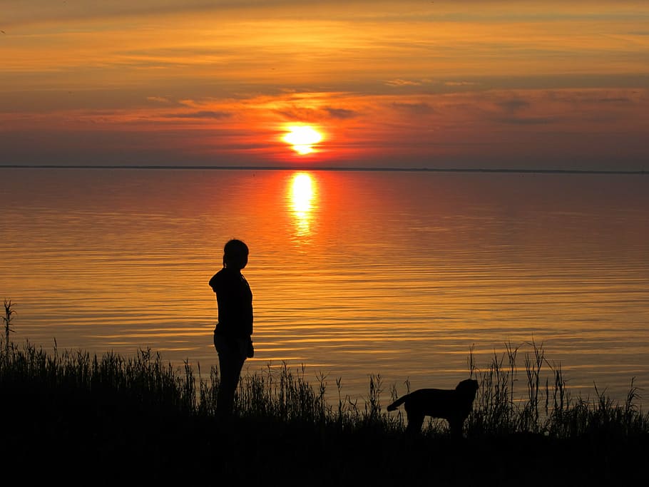sunset, late summer, denmark, sky, silhouette, water, mammal HD wallpaper