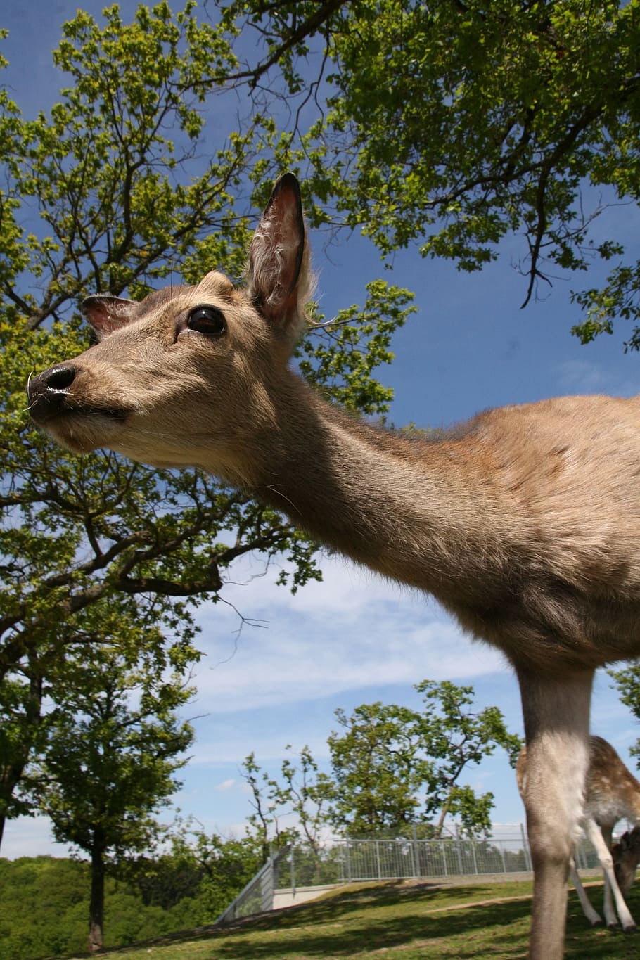 Roe Deer, Close, Mammal, Scheu, Wild, fallow deer, snout, animal HD wallpaper