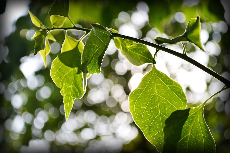 bougainvillea leafs, leaves, back light, nature, plant, sunlight, HD wallpaper