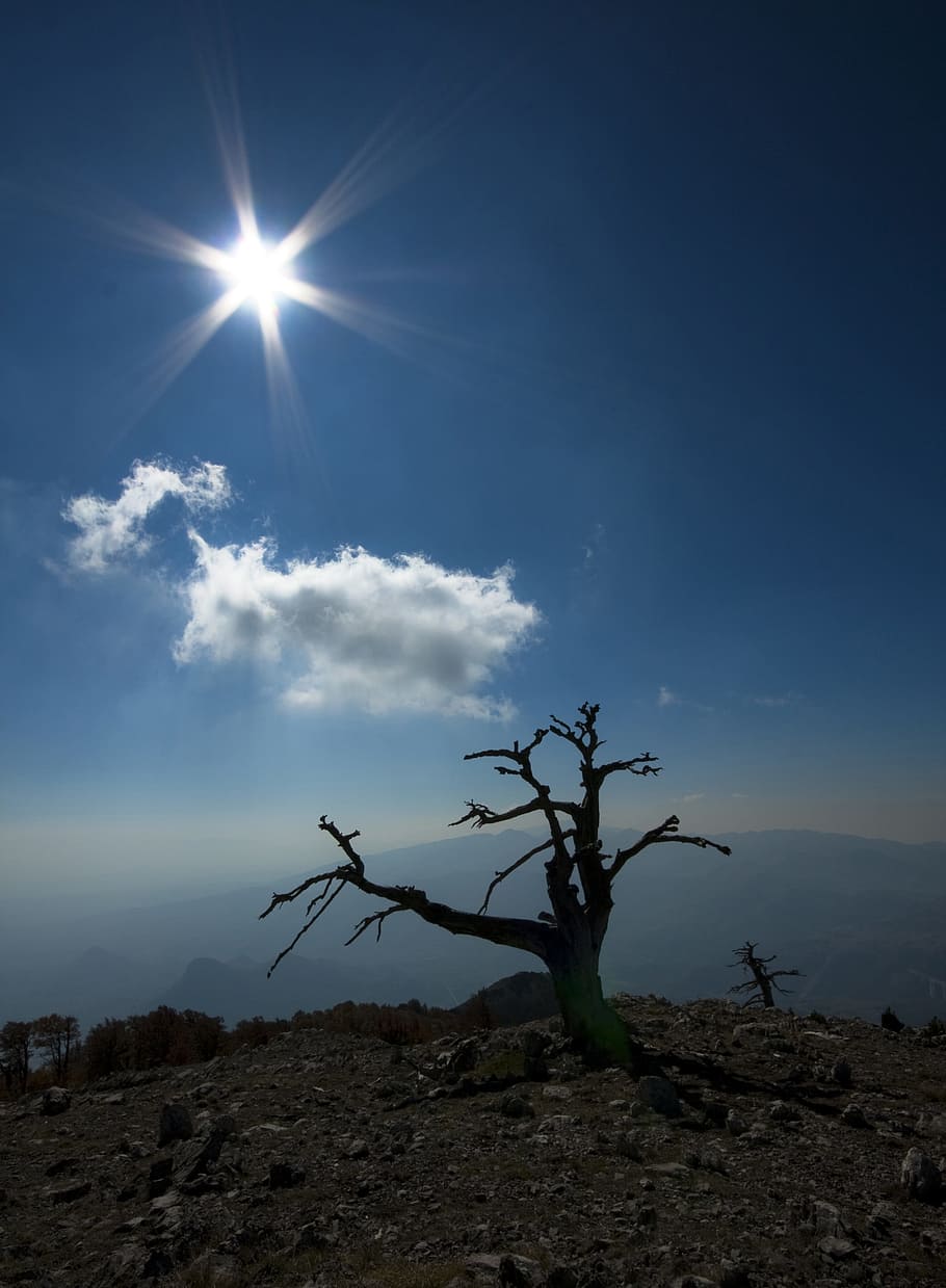 Pine, Pollino, Calabria, loricate, upstream, morano, mountain HD wallpaper