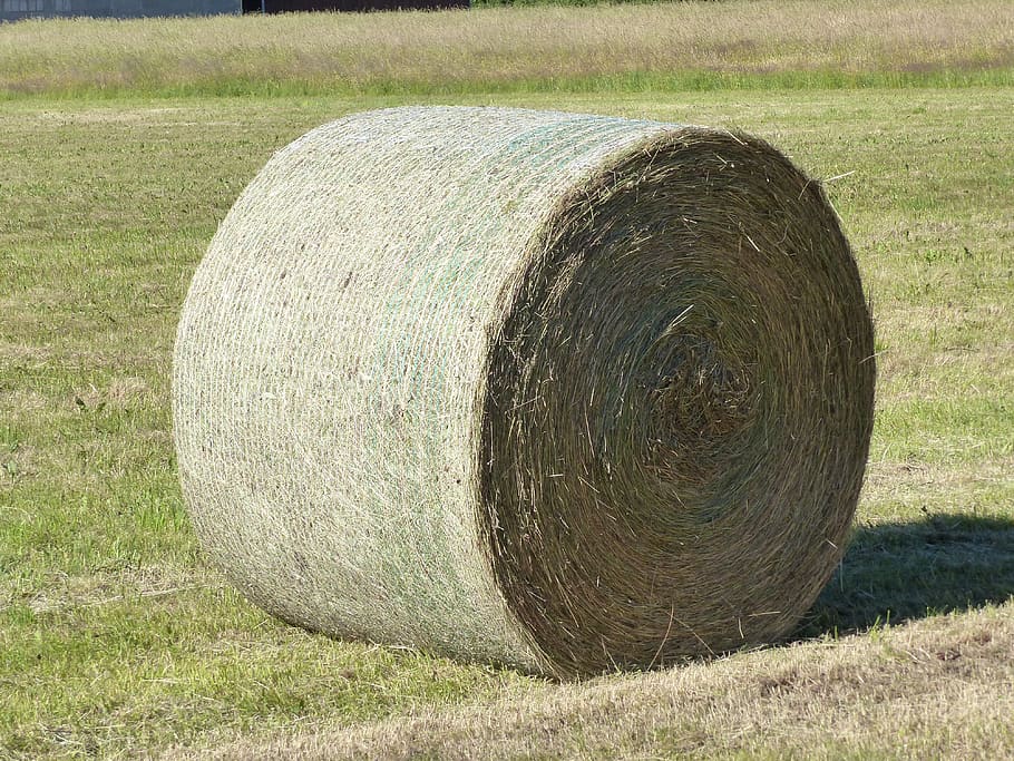 hay, bal, grass, summer, feed, field, land, plant, bale, rolled up, HD wallpaper
