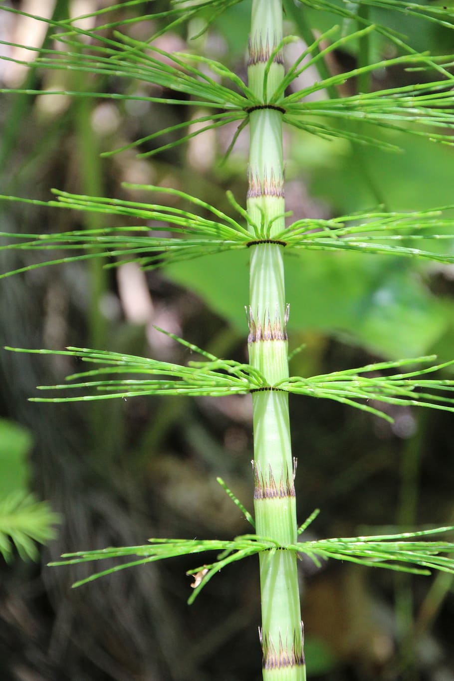 plant, green, leaf, growth, green color, focus on foreground HD wallpaper