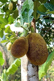 Breadfruit Tree, Thailand, green, healthy, delicious, jack HD wallpaper