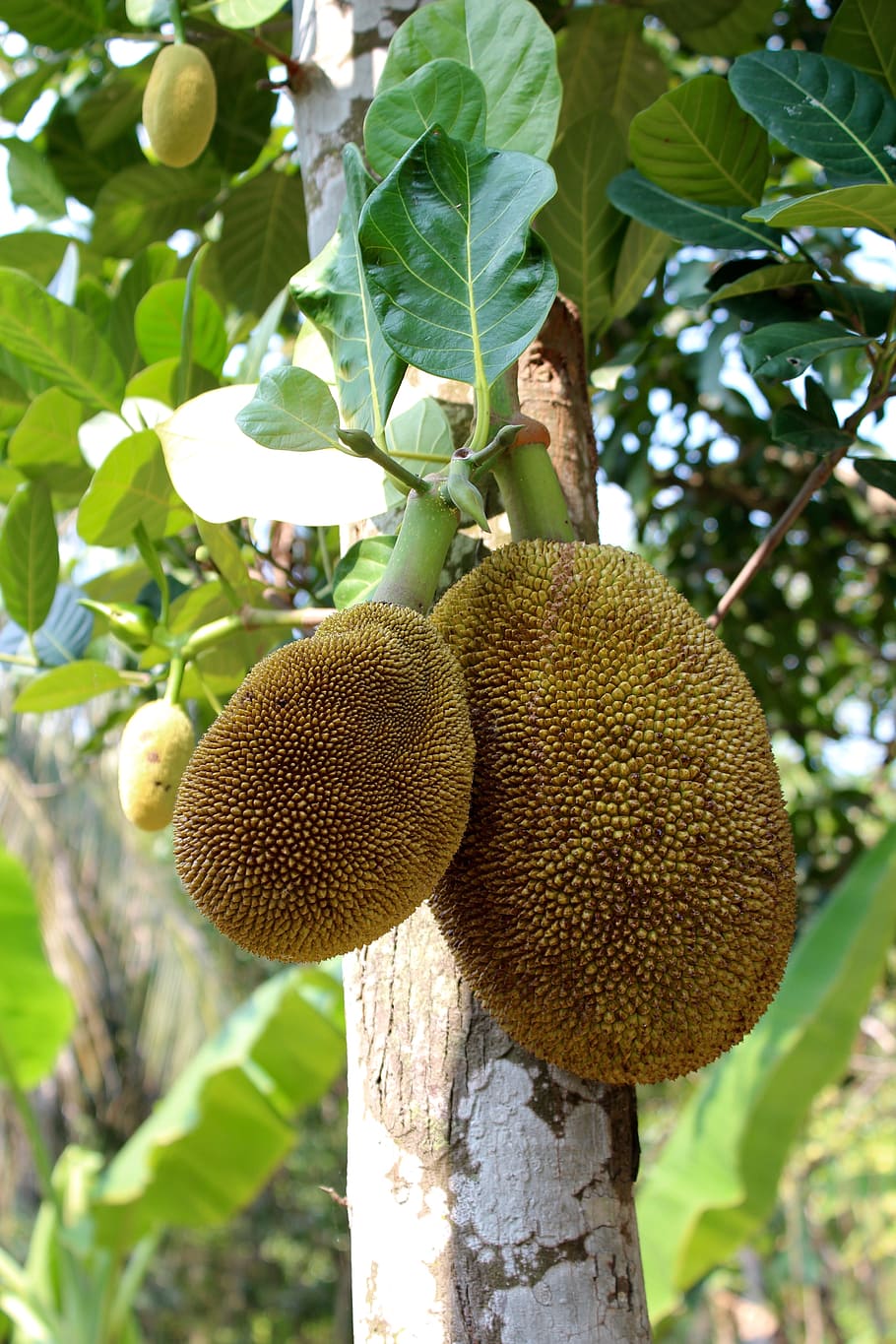 Breadfruit Tree, Thailand, green, healthy, delicious, jack HD wallpaper