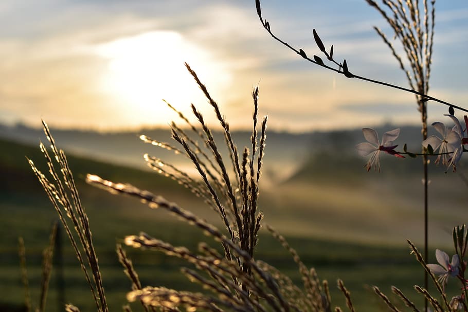 grasses, nature, landscape, back light, mood, meadow, plant HD wallpaper