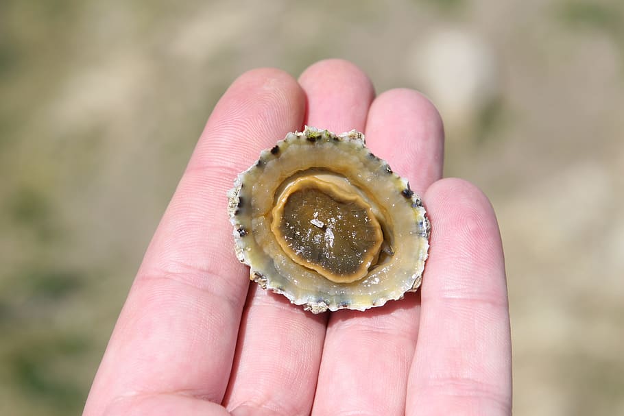 aquatic, barnacle, beach, clam, creature, crustation, food HD wallpaper