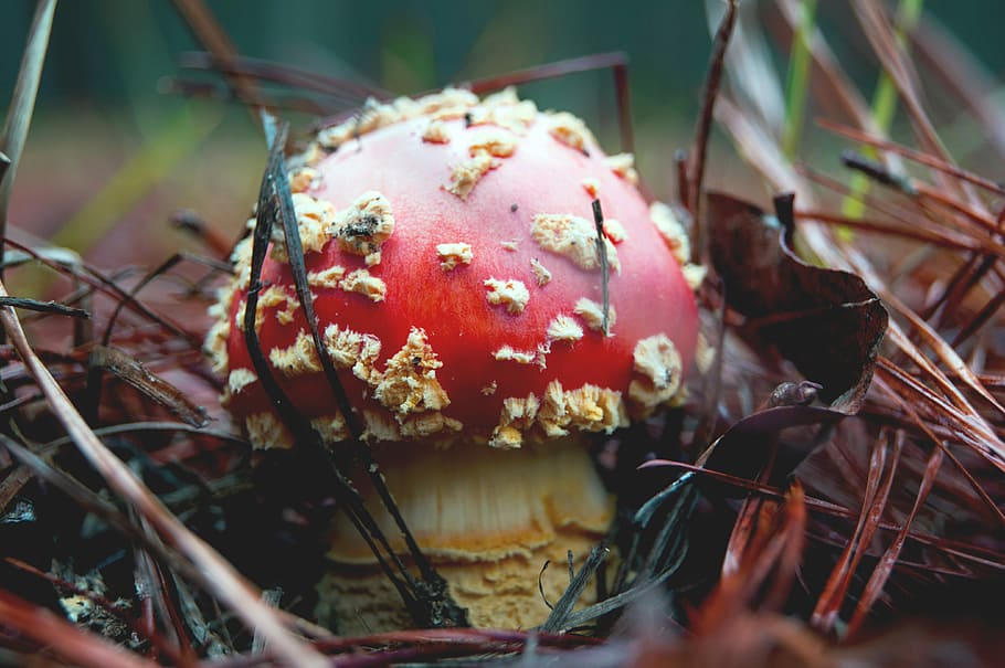 shallow focus photography of red and brown mushroom, close-up photography of red mushroom HD wallpaper