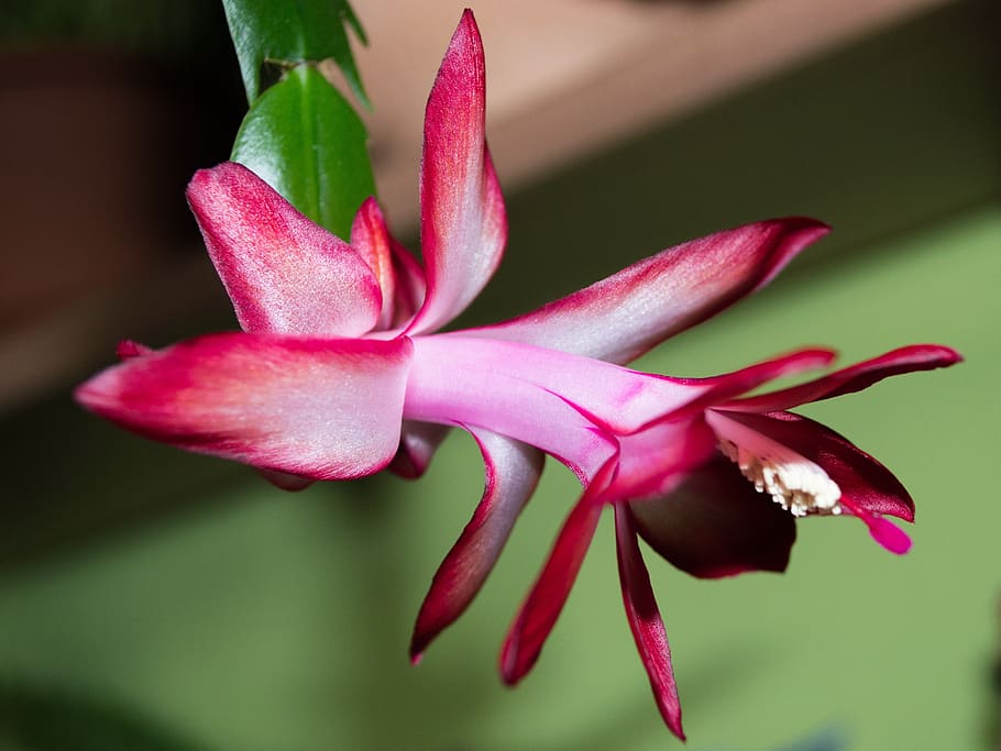 flower, plant, cactus, flowering plant, close-up, beauty in nature HD wallpaper