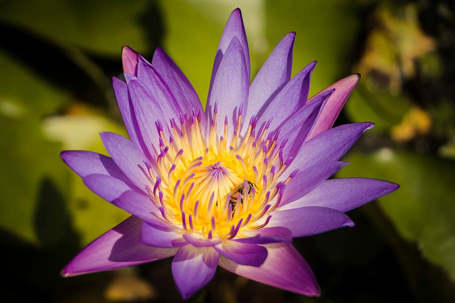 lotus, pool, flora, aquatic, flower, leaf, nature, blooming HD wallpaper
