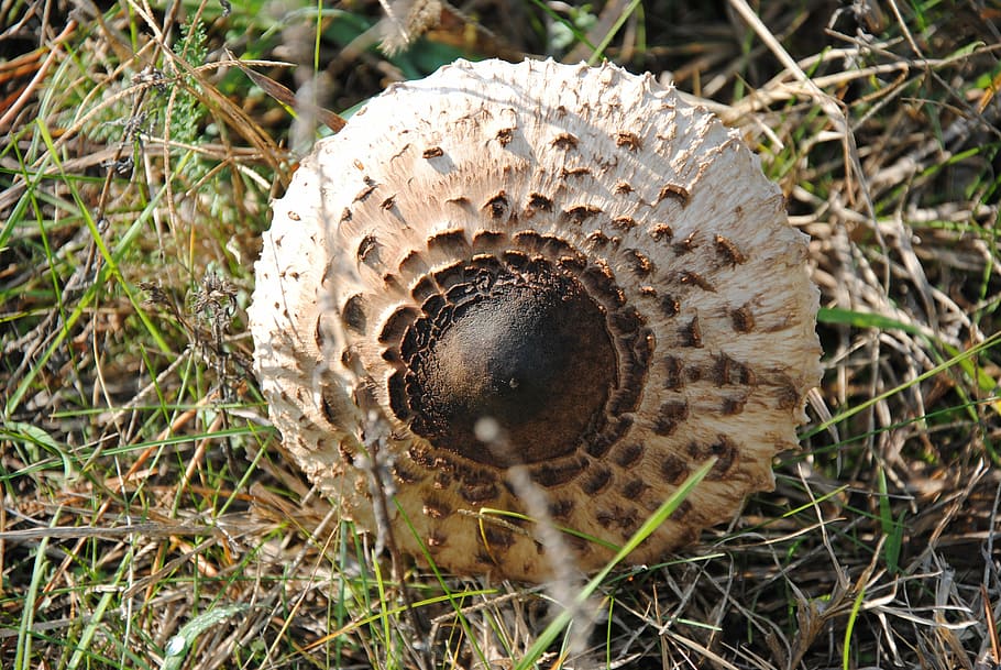 mushroom, autumn, forest, land, field, plant, close-up, no people HD wallpaper