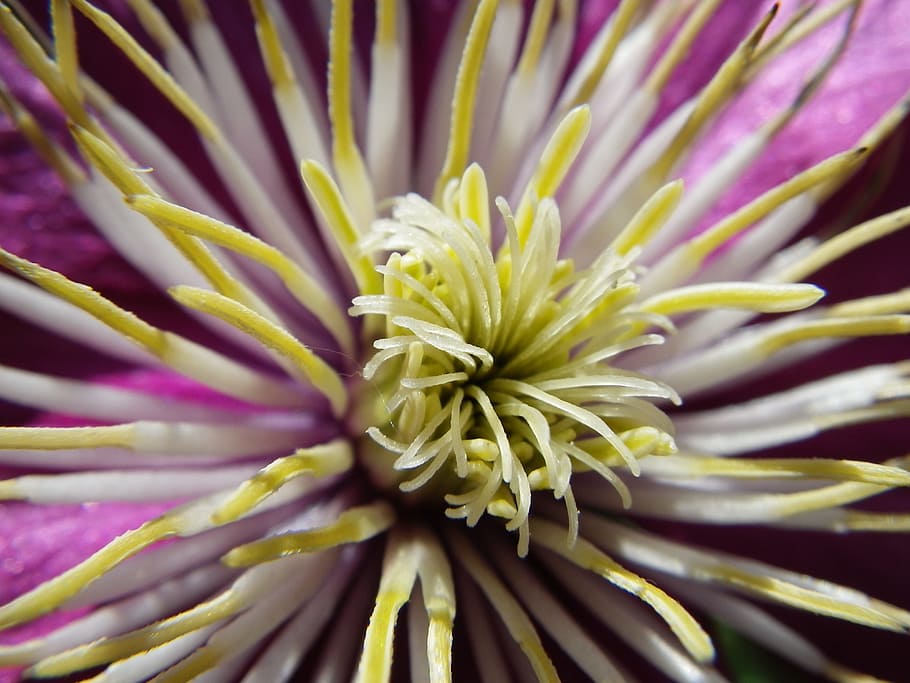 flower, macro, nature, pink, plant, beauty in nature, flowering plant HD wallpaper