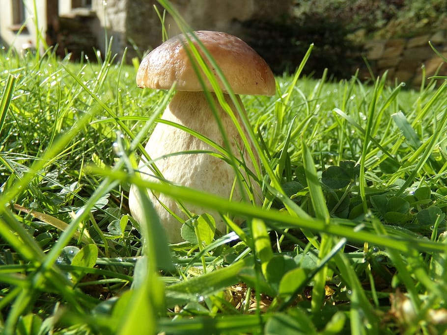 ceps, mushrooms, nature, plant, grass, green color, growth HD wallpaper