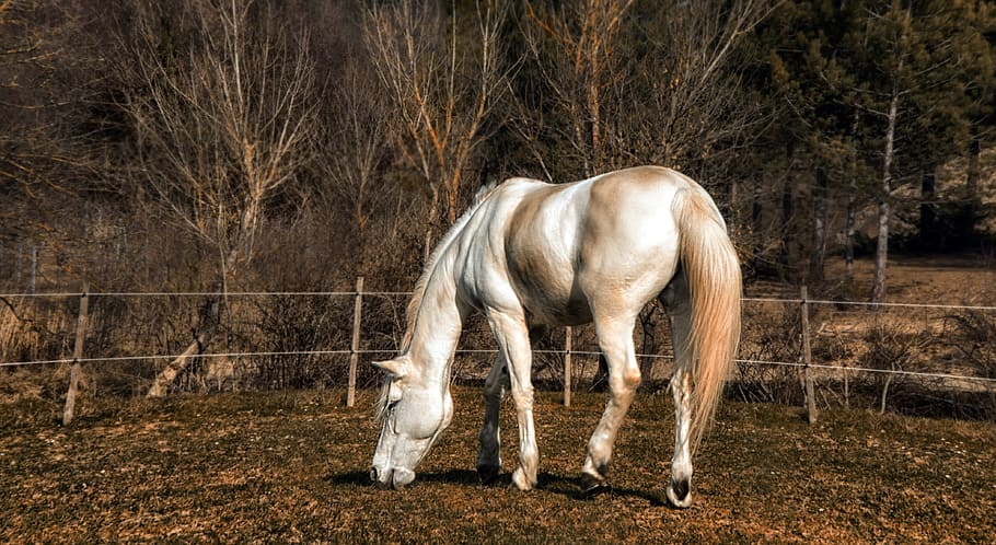 white horse, tree, field, fields, winters, foliage, bare shaft HD wallpaper