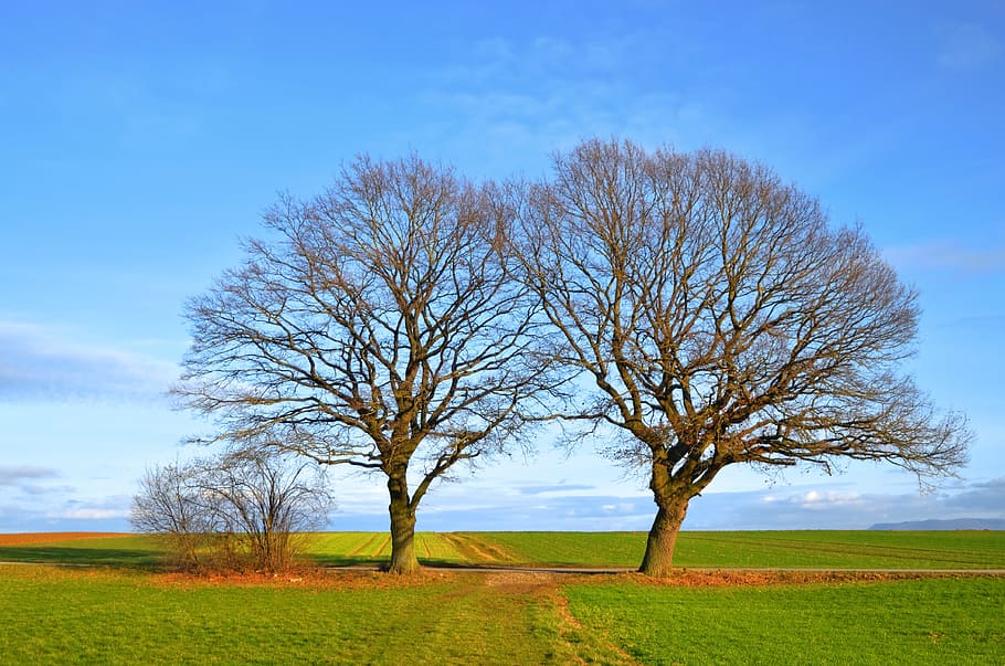 nature, trees, landscape, outdoor, plant, sky, field, tranquility HD wallpaper