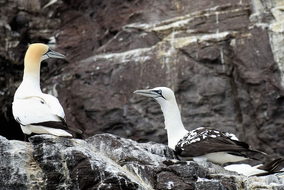 Gannets, Seabird, Ocean, Bird Droppings, guga, rock, white HD wallpaper