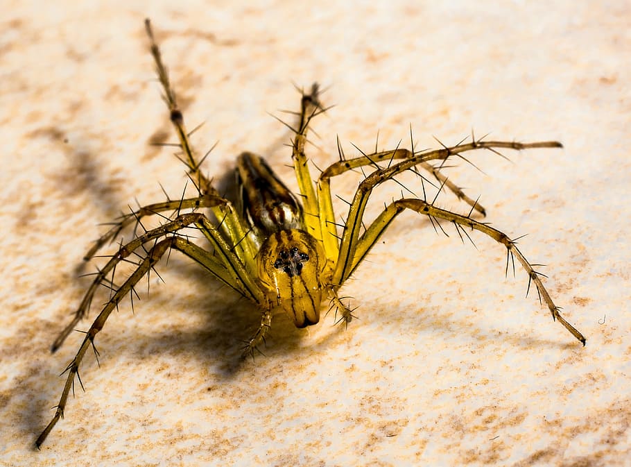 small spider, arachnids, close, animal themes, animals in the wild HD wallpaper