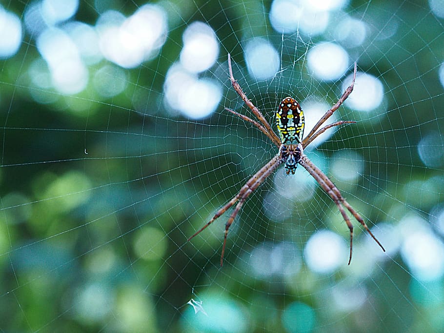 Hd Wallpaper Spider Bug Insect Legs Scary Spiderweb Macro Spider Web Wallpaper Flare