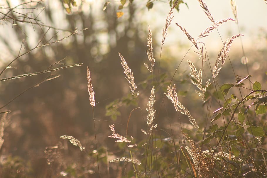nature, grasses, rest, of course, plants, summer, outdoors HD wallpaper