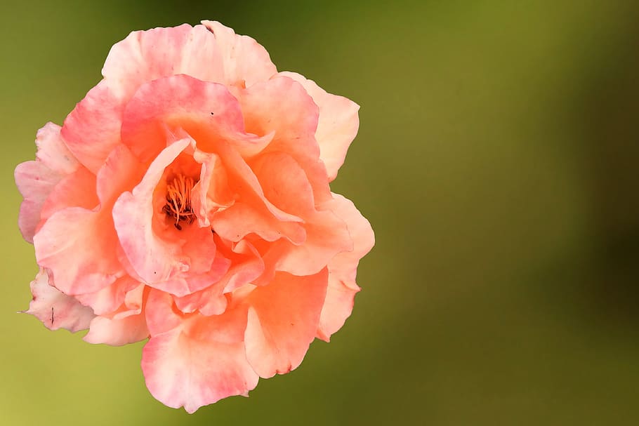 rose, blossom, bloom, salmon, orange rose, rose blooms, flower HD wallpaper