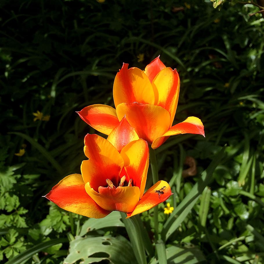 tulip, cape cod, lively, orange, red, flower, petal, flowers HD wallpaper