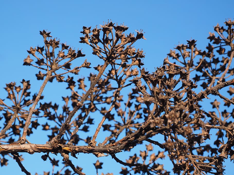 ornamental shrub, withered, dry, bride spiere, spierstrauch, HD wallpaper