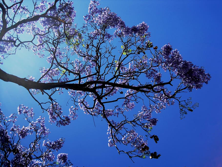 Jakaranda, Tree, Flower, Blooms, Petal, trumpet shaped, purple HD wallpaper