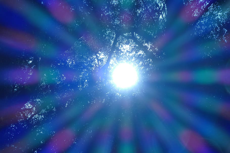 sun, rays, nature, forest, light, tree, sky, low angle view HD wallpaper
