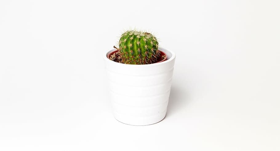 cactus plant in white vase, minimalism, pot, white background, HD wallpaper
