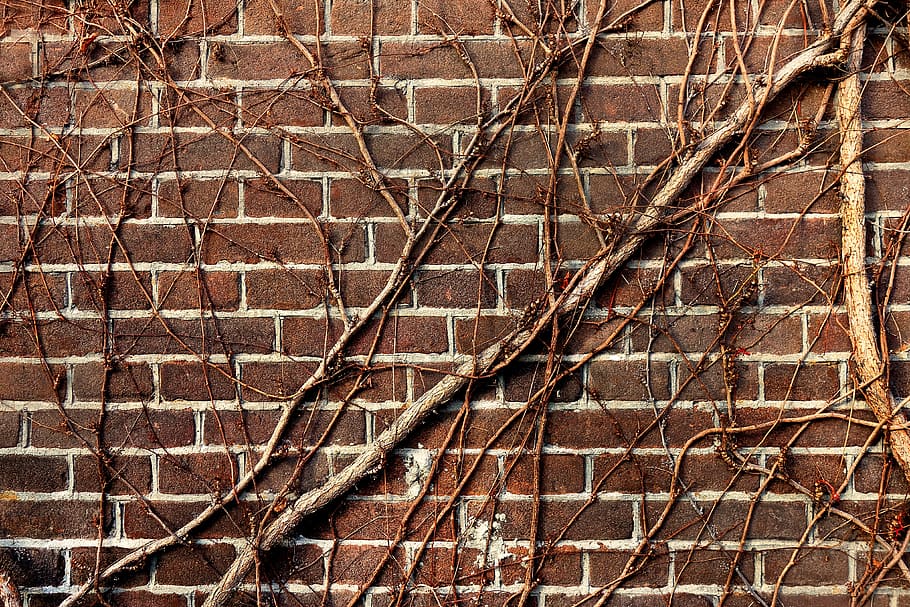 tree trunks on shingle wall, brick wall, vine, creeper, bare branch HD wallpaper