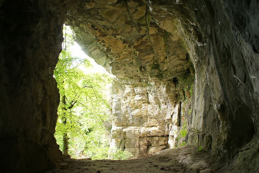 Cave, Tree, Nature, Branches, indoors, stalactite, ancient HD wallpaper