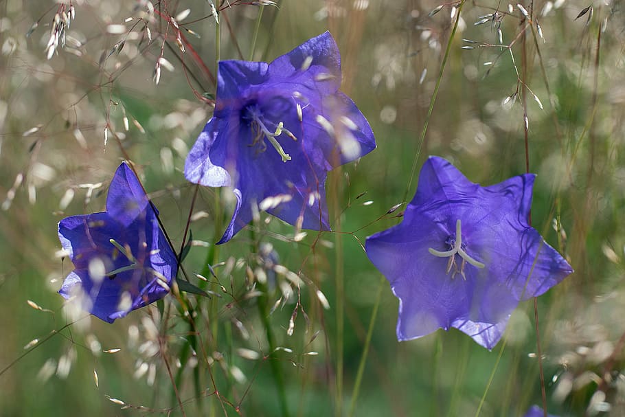 iris at, clock, flower, nature, blue, flowering plant, beauty in nature HD wallpaper