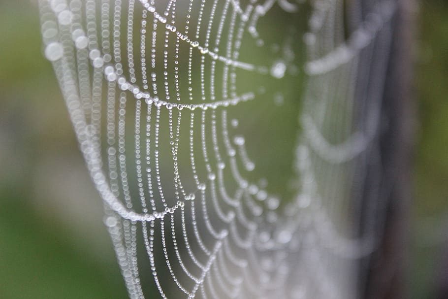 web, dew, gossamer, drops, green, nature, dewdrop, dew-drop HD wallpaper