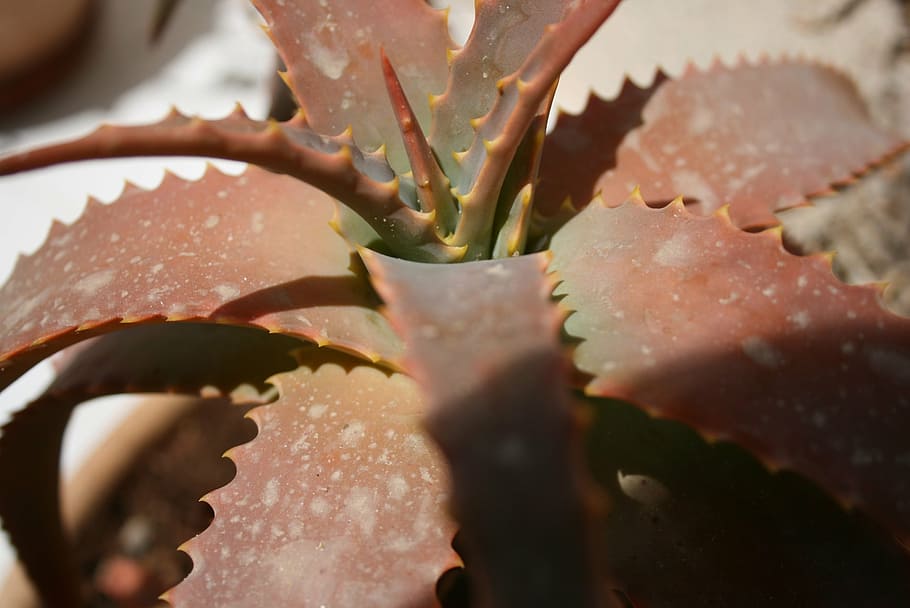 cactus, solar, brown, green, plant, close-up, food and drink HD wallpaper