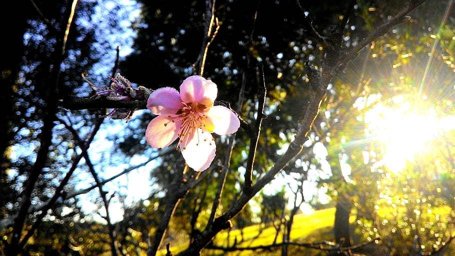 flower, sol, sun, flowers, clouds, landscape, spring, blue HD wallpaper