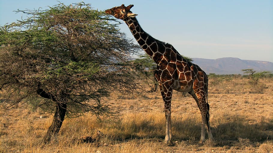 giraffe, kenya, safari, samburu national park, mammal, wildlife photography, HD wallpaper