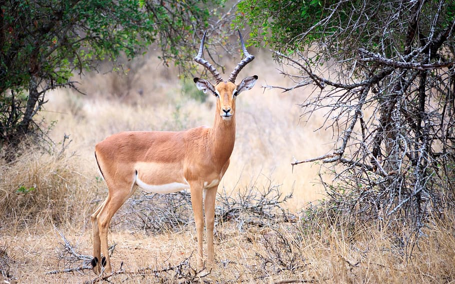 brown gazelle deer standing near bare tree, swaziland, africa