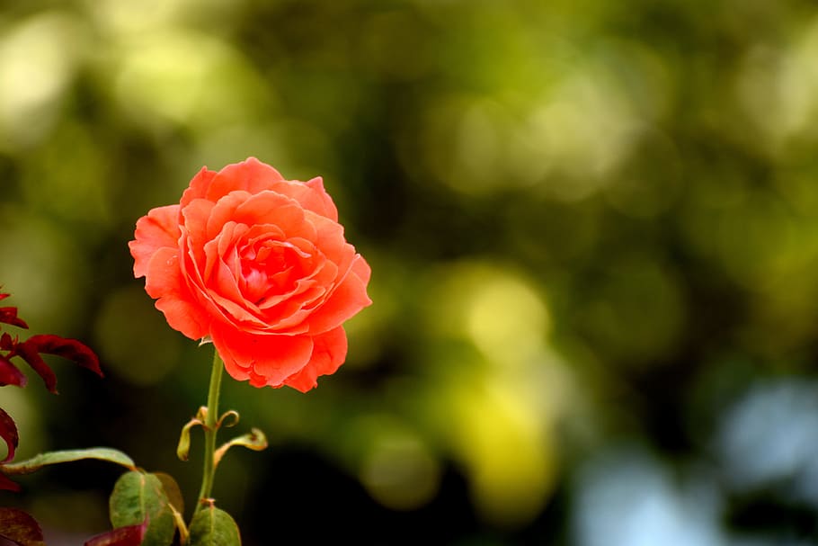 flower, nature, rose, spring, floral, summer, plant, natural HD wallpaper