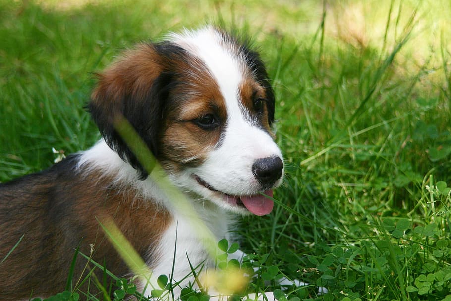 black, brown, and white puppy lying on green grass, Dog, Pet, Animal, HD wallpaper