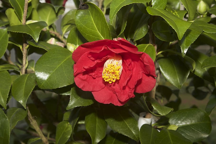 nature, flower, camellia, camellia japonica, red, garden, petal, HD wallpaper