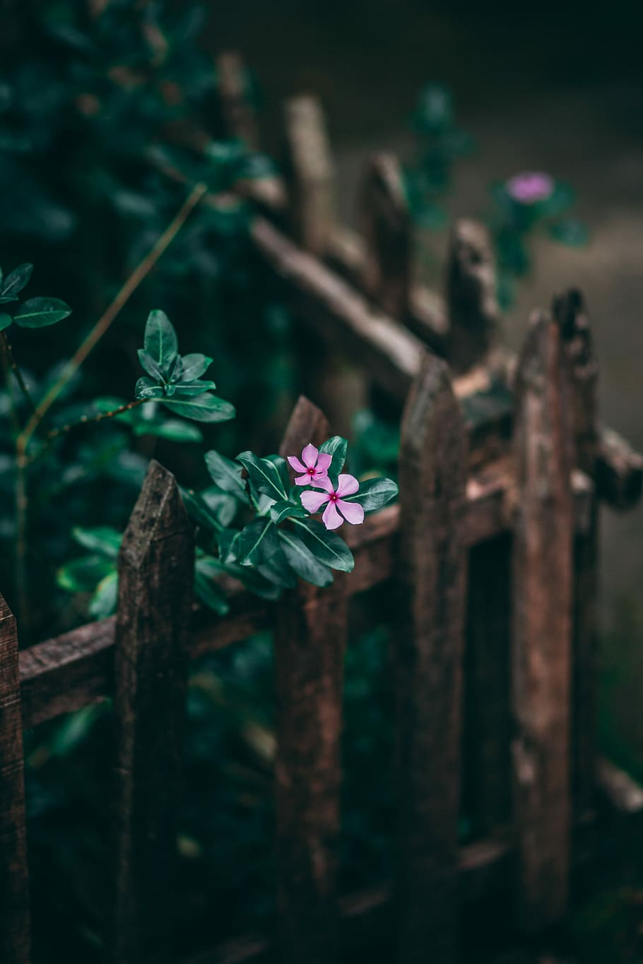 shallow focus of pink petal flower, purple flowers, fence, green HD wallpaper