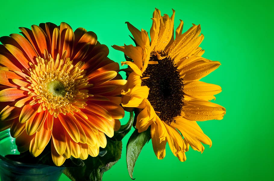 Flower, Macro, Close Up, Colorful, nature, summer, petal, gardening HD wallpaper