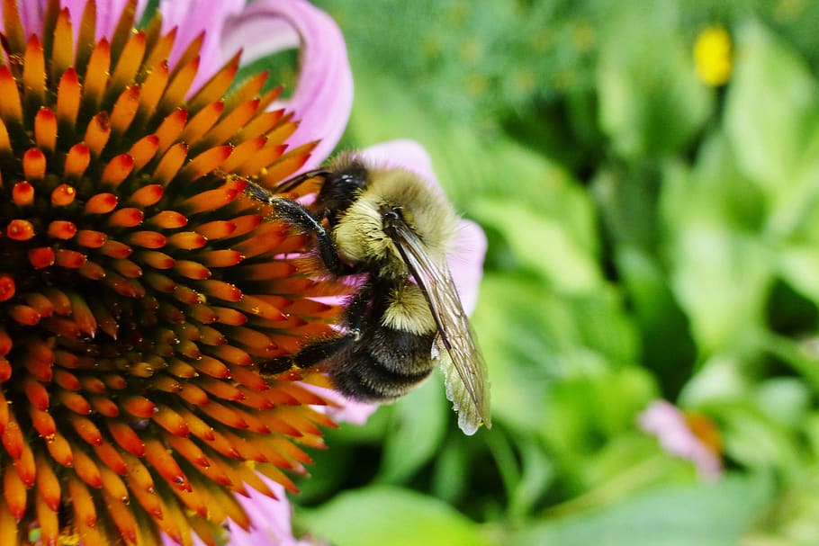 bee, flower, nature, insect, animal themes, one animal, animal wildlife HD wallpaper