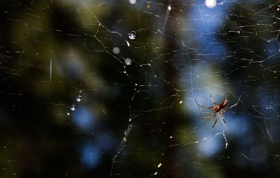 network, spider, summer, bug, spider web, invertebrate, animal themes HD wallpaper