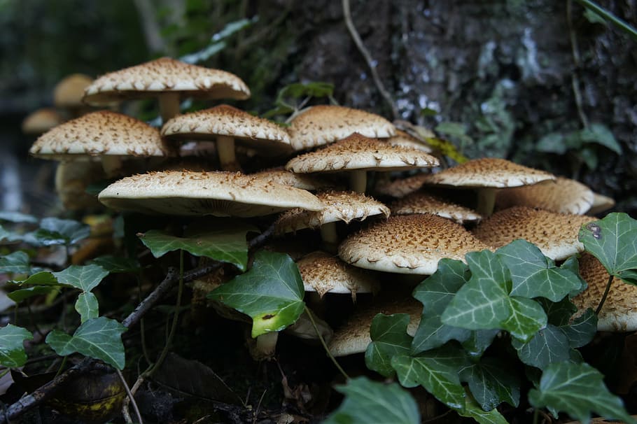 mushrooms, forest, flora, close, nature, ivy, green, dark, fairy tales HD wallpaper