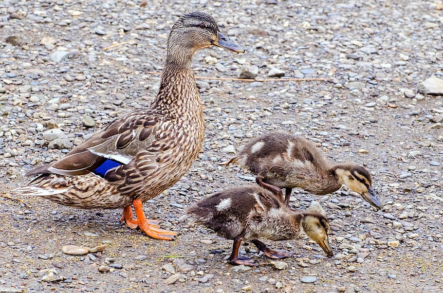 duckling, animals, small, baby, water, close-up, wet, zoology HD wallpaper