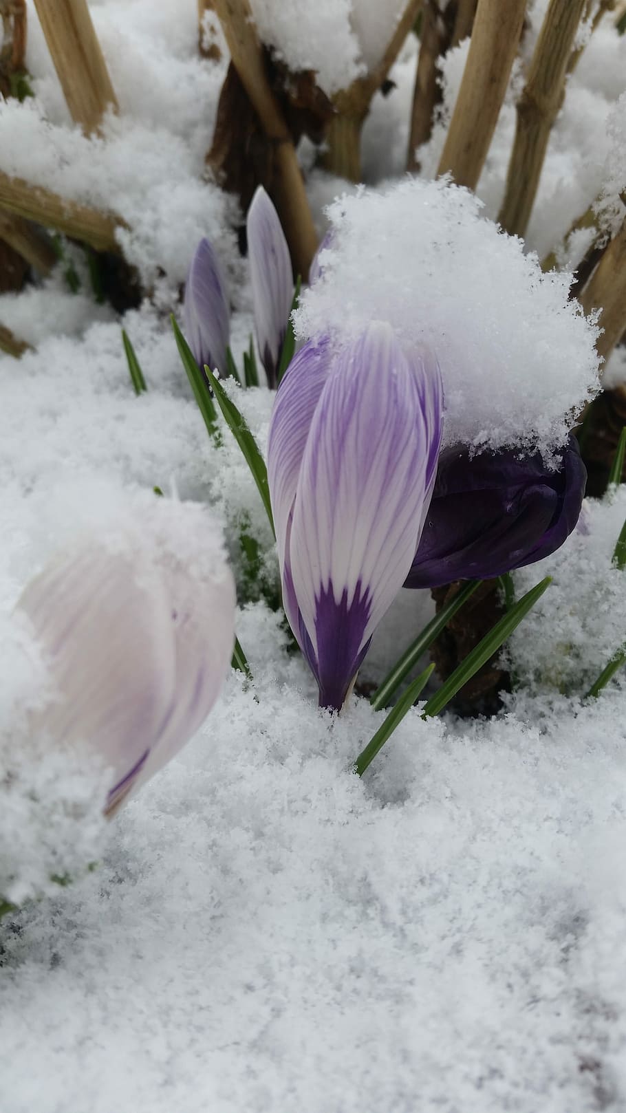 winter, nature, snow, flower, frost, desktop, beautiful, flowering plant HD wallpaper